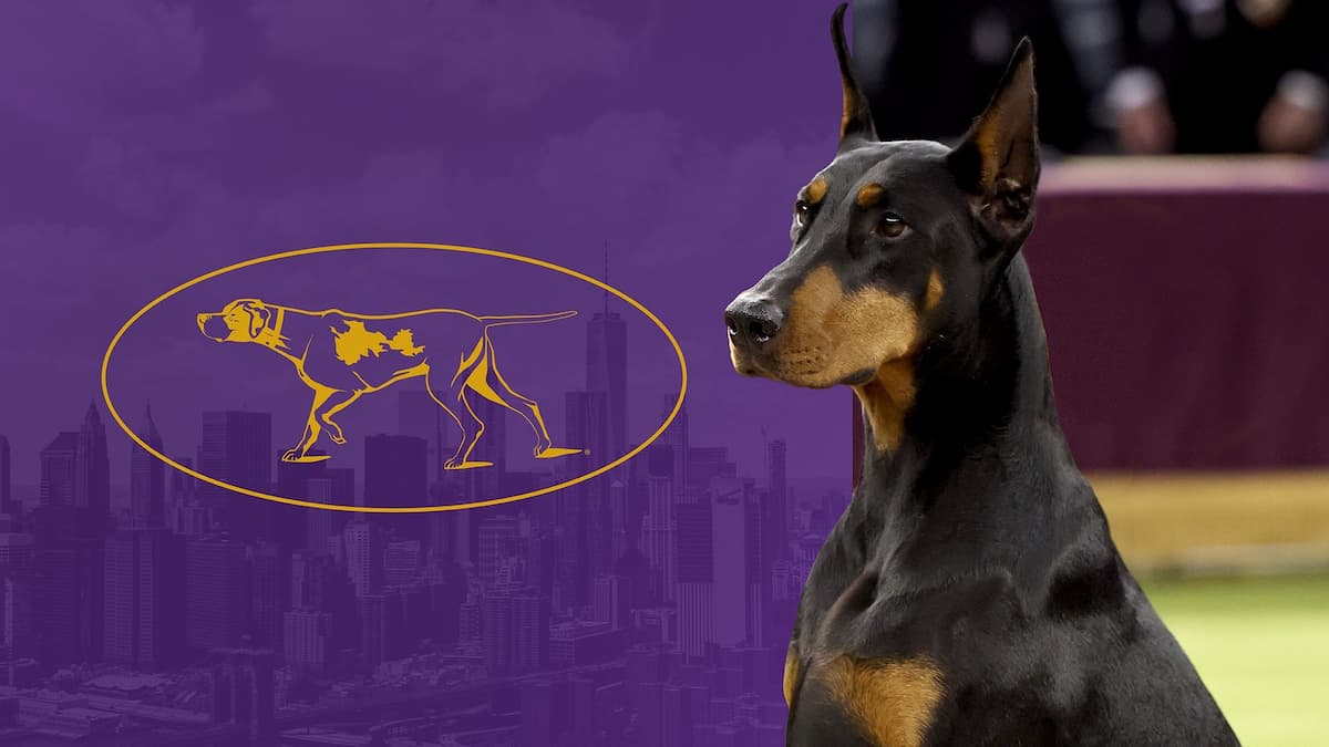 151st Westminster Kennel Club Dog Show - Tuesday Night Only