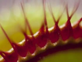 Little Shop of Horrors